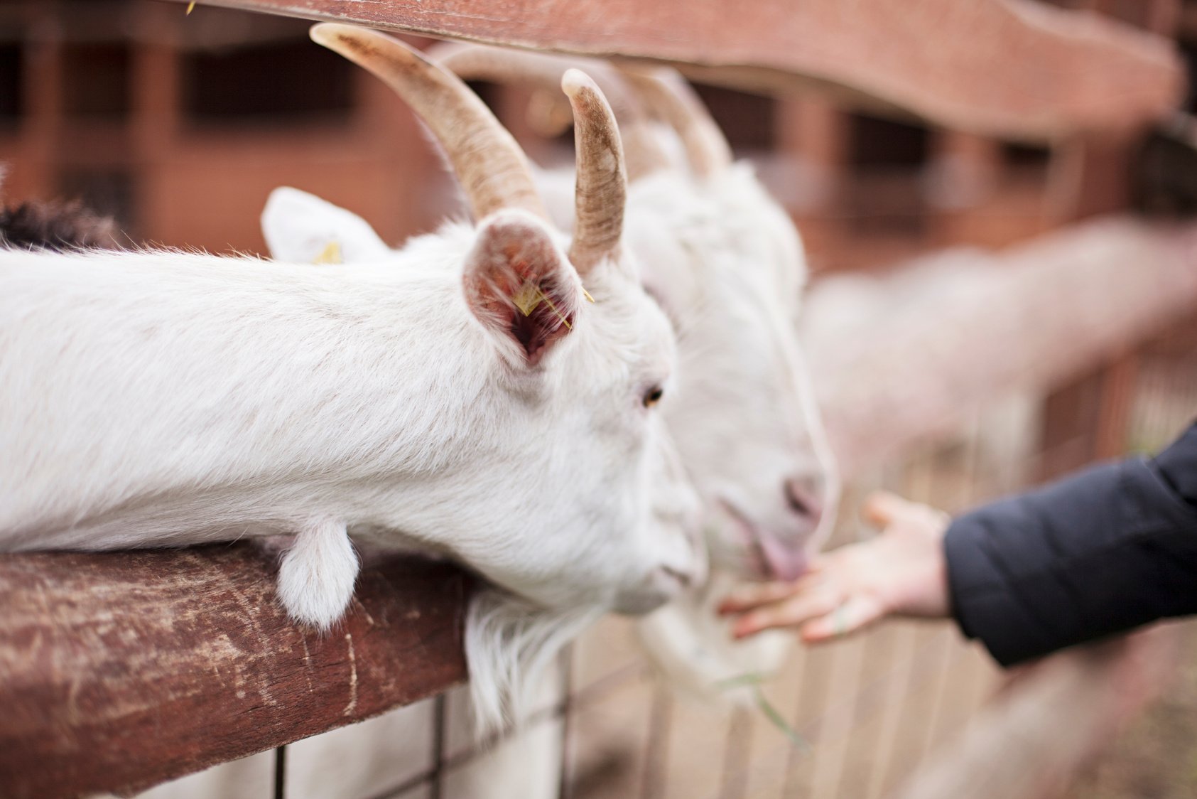 Boy feeding goats at a petting zoo